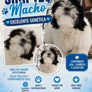 ((( SHIH TZU MACHO EN VENTA EXCELENTES PADRES BETTY MASCOTAS WHATSAPP 52506841 )))) - Img 55052656