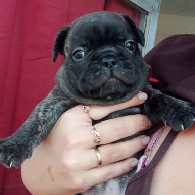 Bellos cachorros de bulldog francés - 4/5