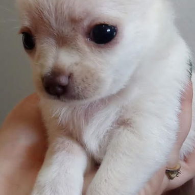 Todo lo que buscas en mascotas está aquí solo llame al 53818081 - Img 124599351