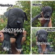 Cachorros de pitbull en venta - Img 57111193
