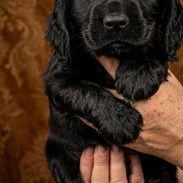 COKER SPANIEL,ambos sexos,en 150 USD o equivalente(ACEPTO TRANSFERENCIA)TENGO MENSAJERÍA,tienen 53 días y desparacitados - Img 55648183