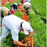 🌱 SE BUSCA SOCIO PARA PROYECTOS AGRÍCULAS Y CULTIVOS | GESTIÓN Z - Img 57272255