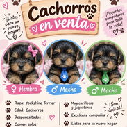 Cachorros yorki - Img 58200888