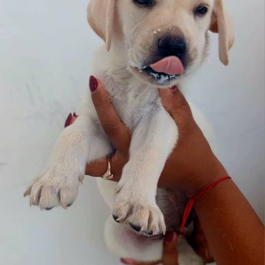 Labrador retriver - Img 122294546