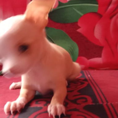 Tenemos lo que buscas en pitbull,, Chihuahua, bulldog francés, shitzu,pastor Alemán 53818081 - Img 122029732