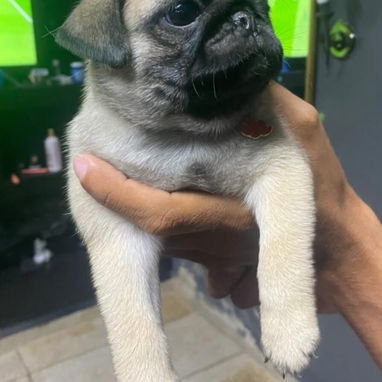 🐾✨ PUG HEMBRITA EN BUSCA DE SU NUEVO HOGAR WHATSAPP 58746643✨🐾 - 5/10