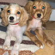 Venta de coker spaniel contactar con 55000733 - Img 58203621