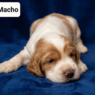 COKER SPANIEL,ambos sexos,en 170 USD o equivalente(ACEPTO TRANSFERENCIA)TENGO MENSAJERÍA,tienen 30 días y desparacitados - Img 122999770