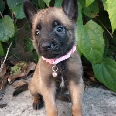 PASTOR MALINOIS,hembras en 300 USD o equivalente,TENGO MENSAJERÍA,45 dias,desparacitadas,con historia clínica y collar - Img 123047623