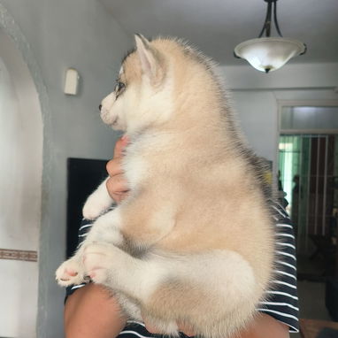 Husky siberiano - Img 123533908