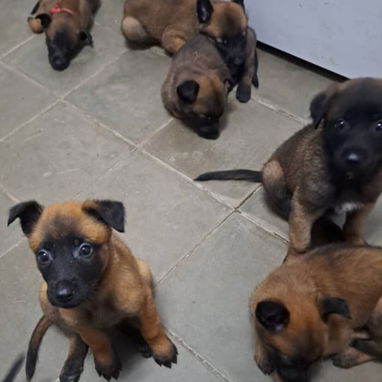馃惗 CACHORROS DE RAZAS CON GARANT脥A Y CONFIANZA BETTY MASCOTAS WHATSAPP 52506841 馃惗 - Img 123757280