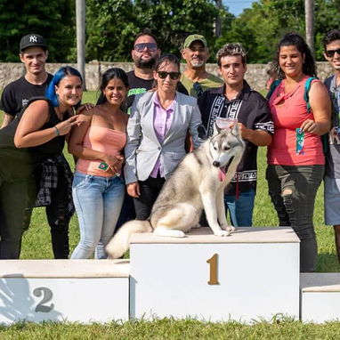 Husky siberiano del club - Img 124632965