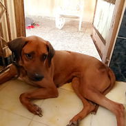 Perra en adopción - Img 56100205