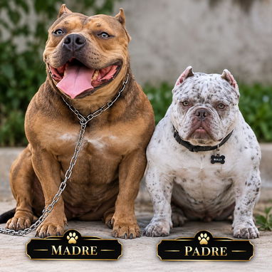 CACHORROS AMERICAN BULLY POCKET - 5/7