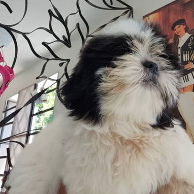 SHIH TZU,macho,en 250 USD o equivalente,TENGO MENSAJERÍA,tiene 60 días,se entrega con historia clínica y desparacitado - Img 126230992