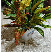 Se vende plantas hornamentales - Img 57974173