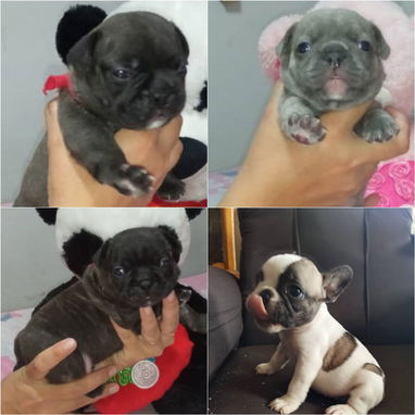 🐾❤️🐶 ¡BULLDOG FRANCÉS, CHATICOS ENCANTADORES! 🐶❤️🐾 WHAT'SAPP 52506841  🐾 - 2/8