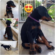 🐾❤️ DOBERMAN HEMBRITA BETTY MASCOTAS WHAT'SAPP 52506841 ❤️🐾 - Img 57513422