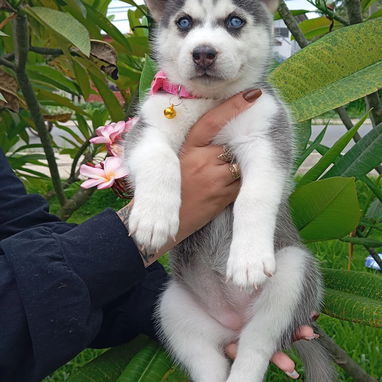 HUSKY SIBERIANO,hembra,en 200 USD o equivalente,TENGO MENSAJERÍA,40 días,desparacitada,entrega HISTORIA CLÍNICA,COLLAR - Img 123692468