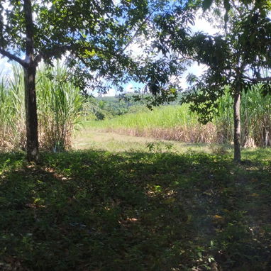 Venta de finca en jaruco mayabeque  pago en euros - 6/8