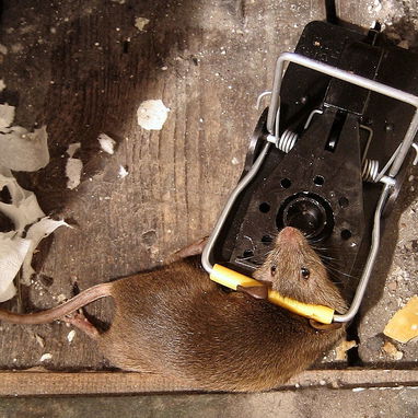 Ratoneras para Ratas y Ratones .. Calidad Premiun - Img 100031569