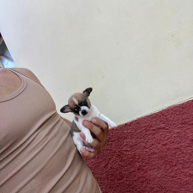 Si buscas calidad y compañía no dudes en llamar al 53818081 - Img 122615050