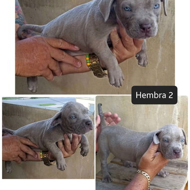 AMERICAN BULLY POCKET CON BUENA GENÉTICA - Img 122349406