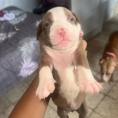 Cachorros pitbull - 5/7