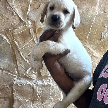 💙 LABRADOR 💙 - 2/2