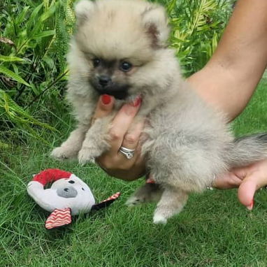 💖 POMERANIA HEMBRITA CARA DE OSO BETTY MASCOTAS WHATSAPP 52506841 💖 - 3/6