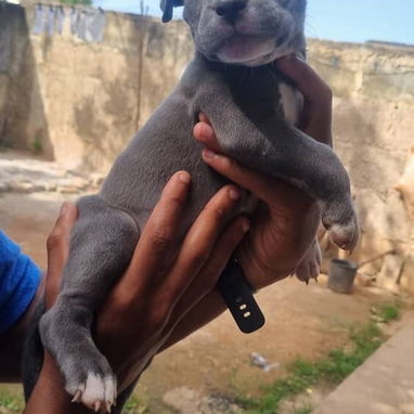 PITBULL AZUL,ambos sexos,en 200 USD o equivalente,TENGO MENSAJERÍA,tienen 65 días y están desparacitados - Img 125308936
