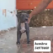Cachorra de Pitbull azul - Img 50824119