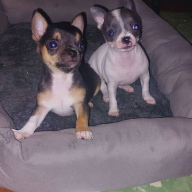 VARIEDAD DE PERROS PURA RAZAS CHIHUAHUAS SALCHICHAS SHITZHU ... - Img 118169478
