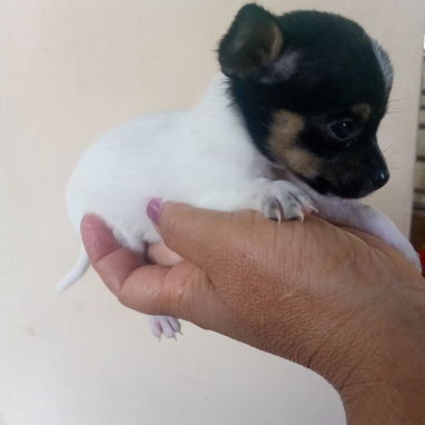 En venta perrito original Chihuahua - 7/9