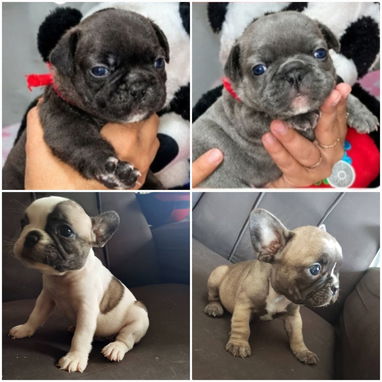 🐾❤️🐶 ¡BULLDOG FRANCÉS, CHATICOS ENCANTADORES! 🐶❤️🐾 WHAT'SAPP 52506841  🐾 - 3/8
