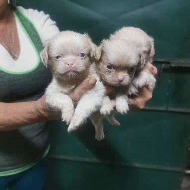 Pekines ambos sexos albinos - Img 115350841
