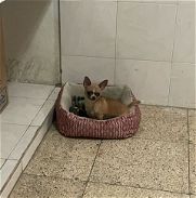 Vendo Chihuahua adulta - Img 45743566