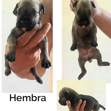 CACHORROS CANE CORSO CON PEDEGREE - 9/10