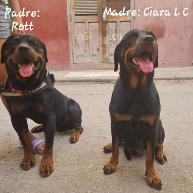ROTTWEILER,hembras,en 400 USD o equivalente en moneda nacional,TENGO MENSAJERÍA tienen 65 días y están desparacitadas - 6/6