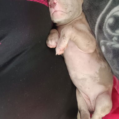 PITBULL MERLE,hembra,en 170 USD o equivalente en moneda nacional,TENGO MENSAJERÍA,tiene 48 días y está desparacitada - 3/10