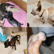 ••  RAZAS DE PERROS DE TALLA PEQUEÑA, MEDIANA Y GRANDE  BETTY MASCOTAS  52506841 •• - Img 54571172