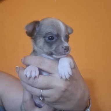 Chihuahuas - Img 121539777