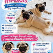 🐾 PUG HEMBRAS DISPONIBLES BETTY MASCOTAS WHATSAPP 52506841 🐾 - Img 56484864