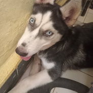 Husky hembra de 6 meses - Img 56474744