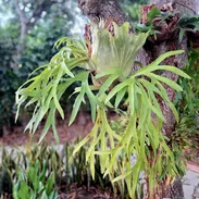 Platycerium | platicerio, planta, decoración, natural - Img 57374450