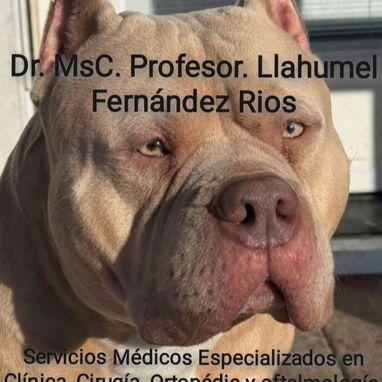 Veterinario - Img 126783828