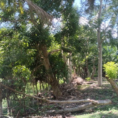 Venta de finca en jaruco mayabeque  pago en euros - 7/8