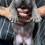 PITBULL,ambos sexos,en 150 USD o equivalente,TENGO MENSAJERÍA,tienen 40 días y están desparacitados - Img 56428023