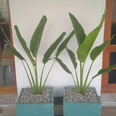 Servicio de jardinería 🧑🌾 - Img 119715832