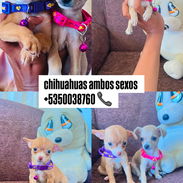 chihuahua ambos sexos - Img 57363058